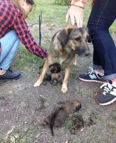 最新台湾狗崽爆料视频大全,揭秘幕后真相 第1张 最新台湾狗崽爆料视频大全,揭秘幕后真相 第1张