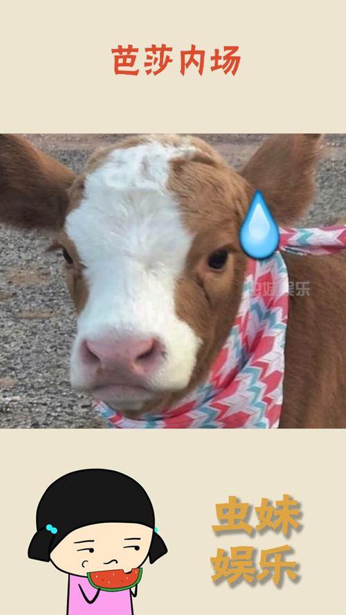 娱乐吃瓜酱模糊,揭秘娱乐圈那些不为人知的幕后故事  第3张