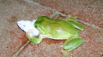 喷水蛙吃瓜视频大全免费观看,免费观看视频大全集锦 第3张 喷水蛙吃瓜视频大全免费观看,免费观看视频大全集锦 第3张